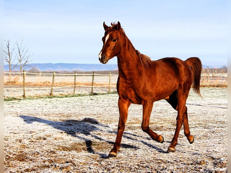 Arabian horses Gelding 3 years 15,2 hh Chestnut-Red in Kehl