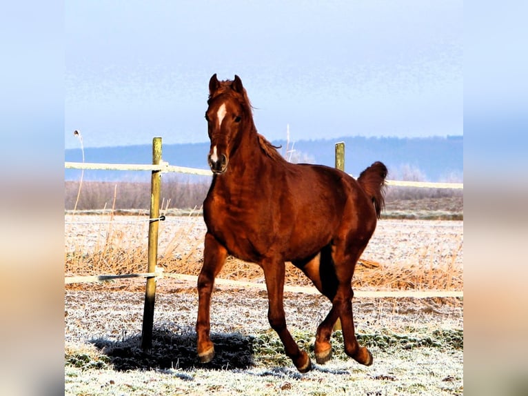 Arabian horses Gelding 3 years 15,2 hh Chestnut-Red in Kehl