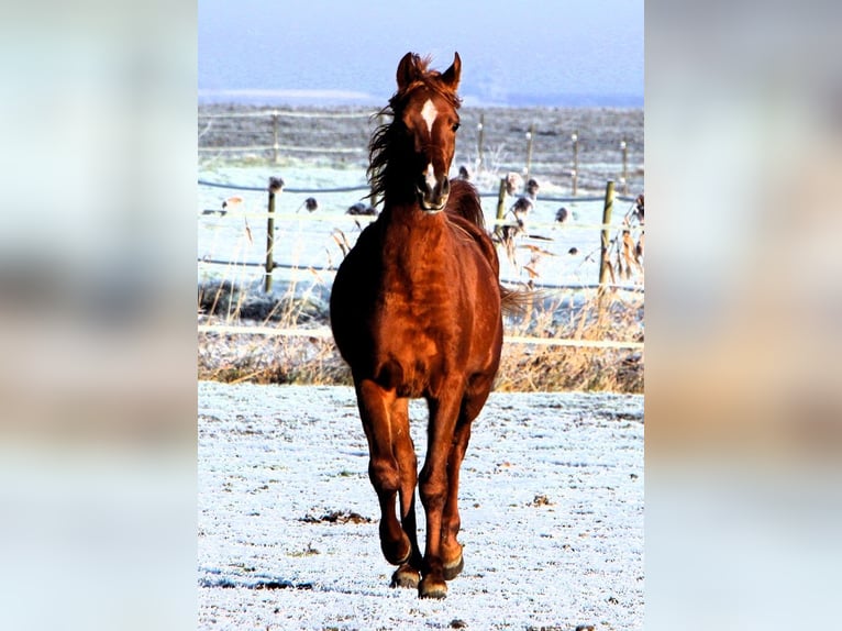 Arabian horses Gelding 3 years 15,2 hh Chestnut-Red in Kehl