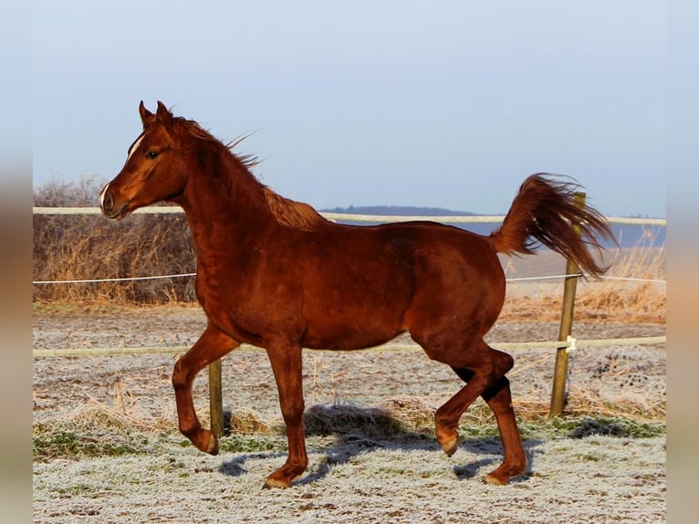 Arabian horses Gelding 3 years 15,2 hh Chestnut-Red in Kehl