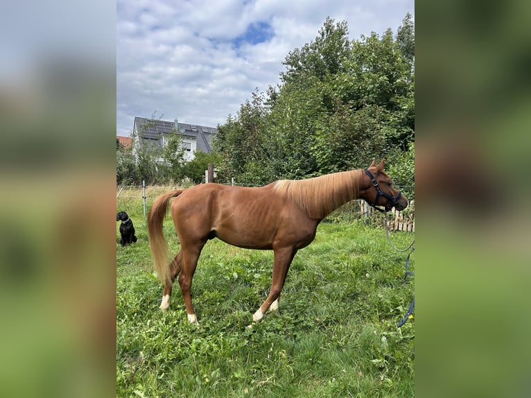 Arabian horses Gelding 3 years 15.2 hh Chestnut-Red in Wolfersdorf