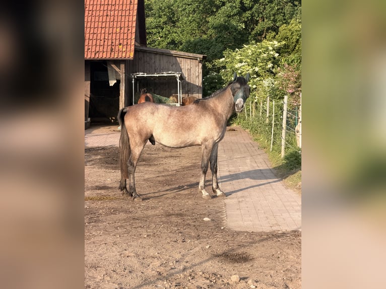 Arabian horses Gelding 3 years 15.2 hh Grey-Fleabitten in Schneverdingen