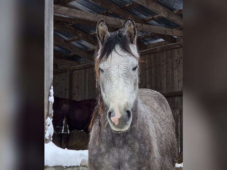 Arabian horses Gelding 3 years 15.2 hh Grey in Herbstgraben