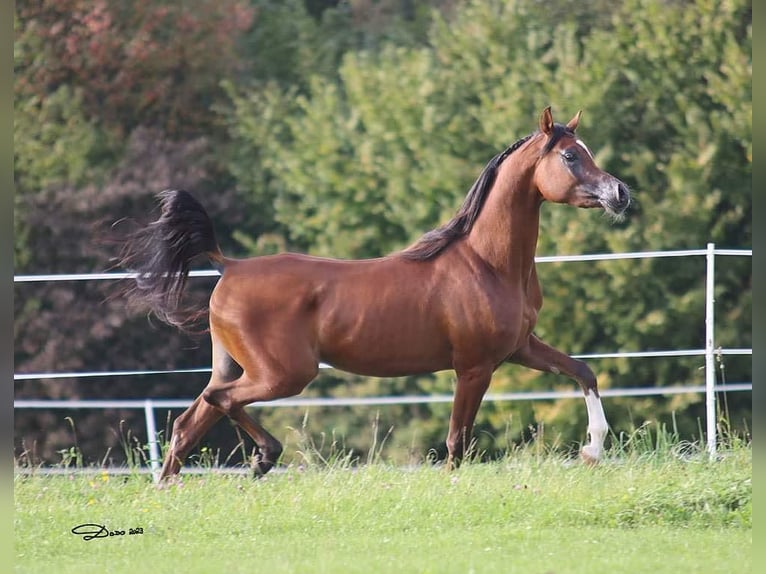 Arabian horses Gelding 3 years 15 hh Brown in Wallsee