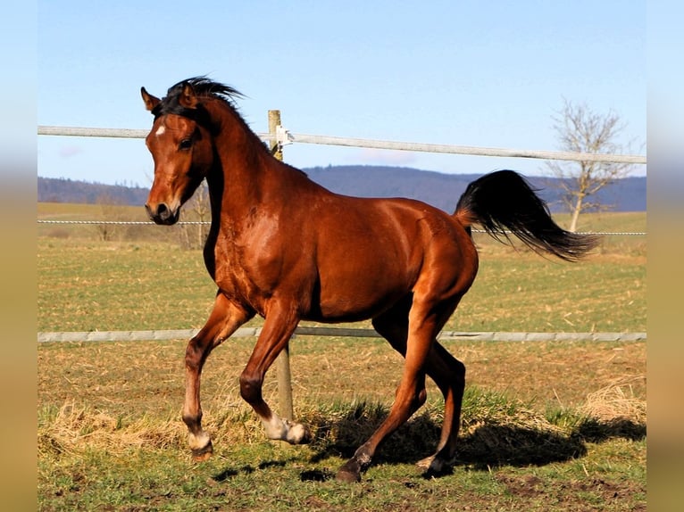 Arabian horses Gelding 3 years 15 hh Brown in Reutenbourg