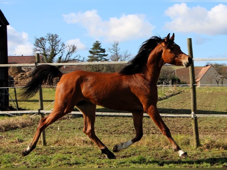 Arabian horses Gelding 3 years 15 hh Brown in Reutenbourg