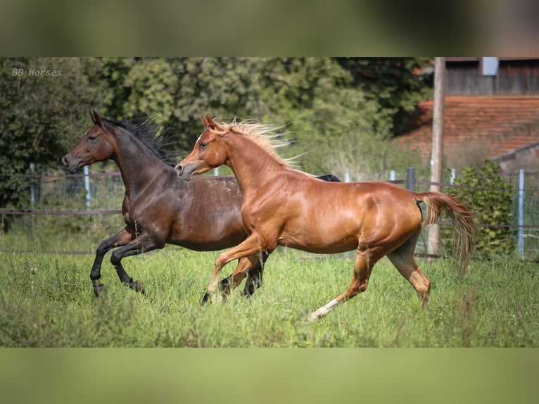Arabian horses Gelding 3 years 15 hh Chestnut-Red in Pastetten