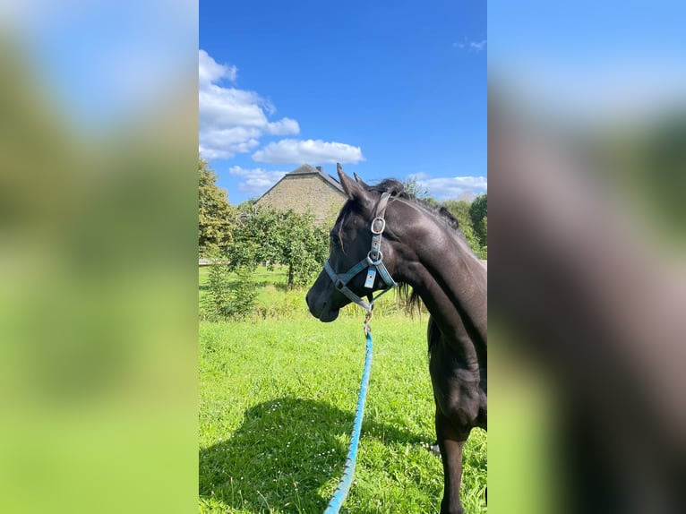 Arabian horses Gelding 3 years 15 hh Gray in Harinsart