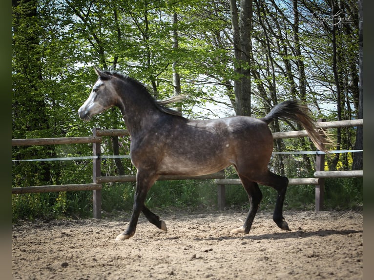 Arabian horses Gelding 3 years 15 hh Gray in Moosbach