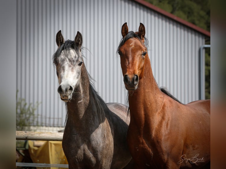 Arabian horses Gelding 3 years 15 hh Gray in Moosbach