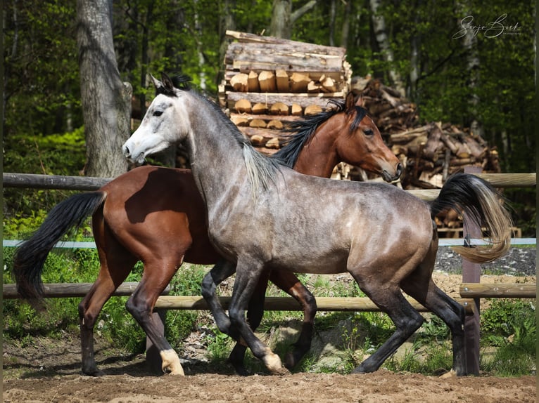 Arabian horses Gelding 3 years 15 hh Gray in Moosbach