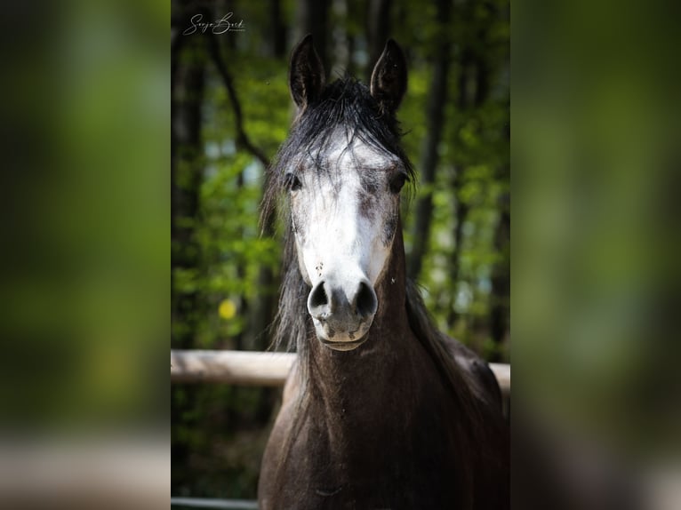 Arabian horses Gelding 3 years 15 hh Gray in Moosbach