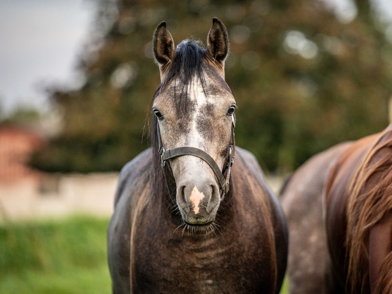 Arabian horses Gelding 3 years 15 hh Gray in Herzberg am Harz