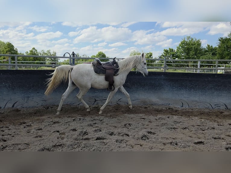 Arabian horses Gelding 3 years 15 hh Grey in Schifferstadt