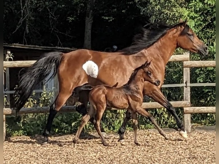 Arabian horses Gelding 3 years 15 hh Grey in Ammerbuch