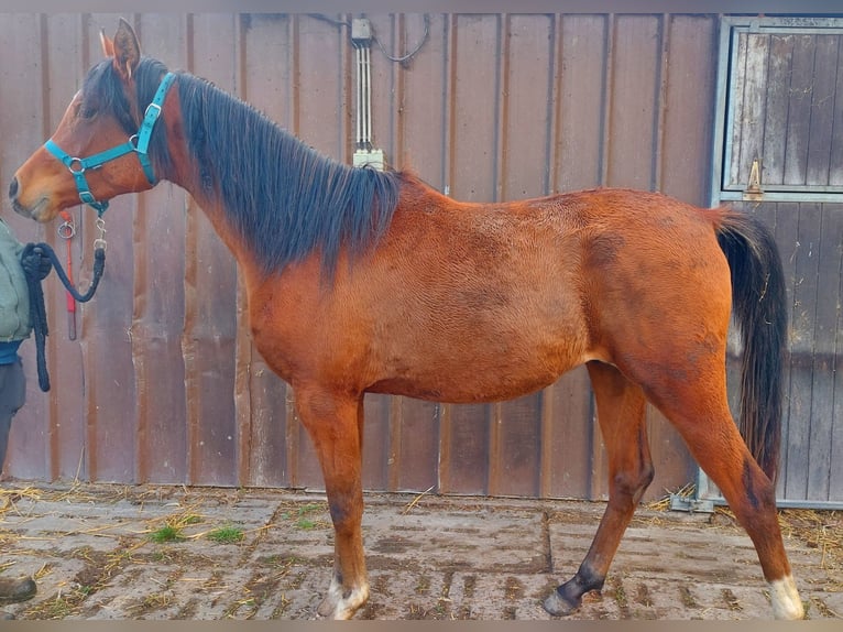 Arabian horses Gelding 3 years 15,1 hh Brown in Hooglede