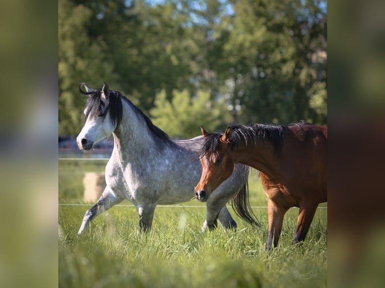Arabian horses Gelding 3 years 15,1 hh Brown in Bergkamen