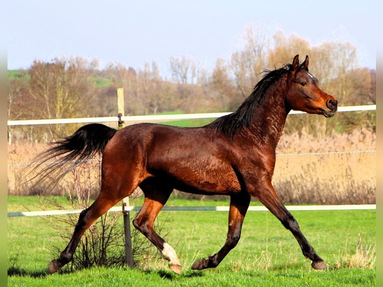 Arabian horses Gelding 3 years 15,1 hh Brown in Kehl