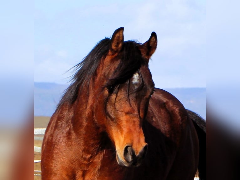 Arabian horses Gelding 3 years 15,1 hh Brown in Kehl