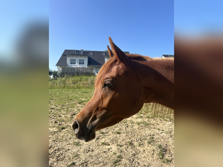 Arabian horses Gelding 3 years 15,1 hh Chestnut-Red in Wolfersdorf