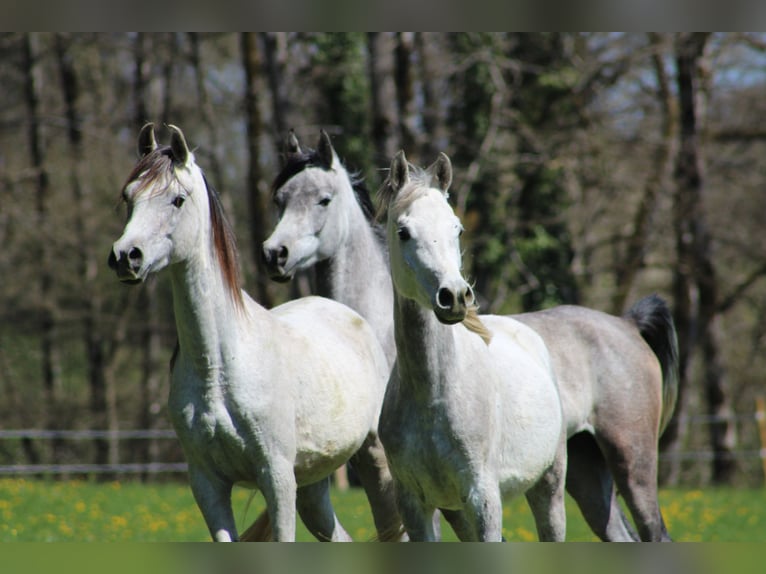 Arabian horses Gelding 3 years 15,1 hh Gray in Amtzell