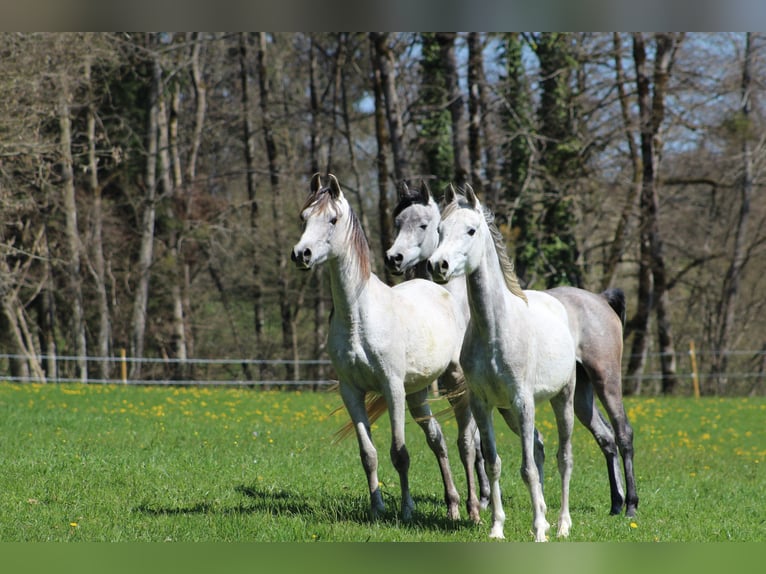 Arabian horses Gelding 3 years 15,1 hh Gray in Amtzell