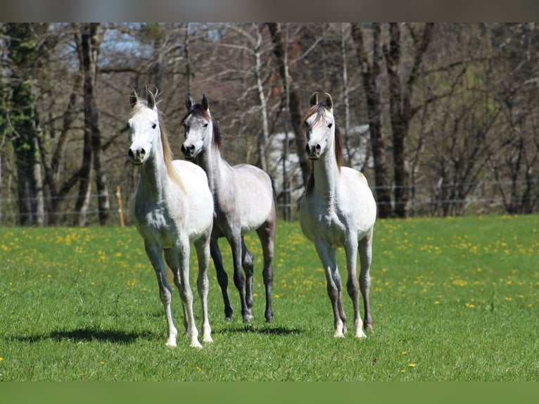 Arabian horses Gelding 3 years 15,1 hh Gray in Amtzell