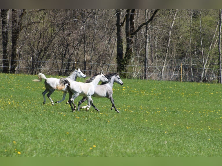 Arabian horses Gelding 3 years 15,1 hh Gray in Amtzell