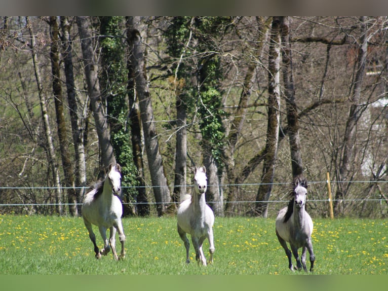 Arabian horses Gelding 3 years 15,1 hh Gray in Amtzell