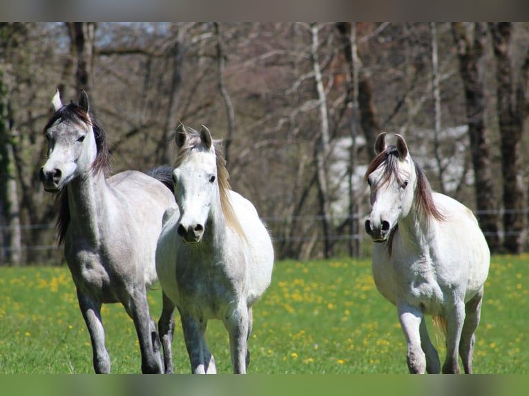 Arabian horses Gelding 3 years 15,1 hh Gray in Amtzell