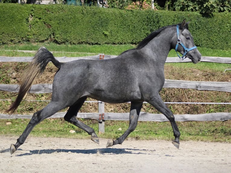 Arabian horses Gelding 3 years 15,1 hh Grey in Koprivnica Arabian horses Gelding 3 years 15,1 hh Grey in Koprivnica