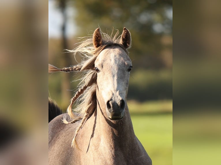 Arabian horses Gelding 3 years 15,1 hh Grey in Pesse