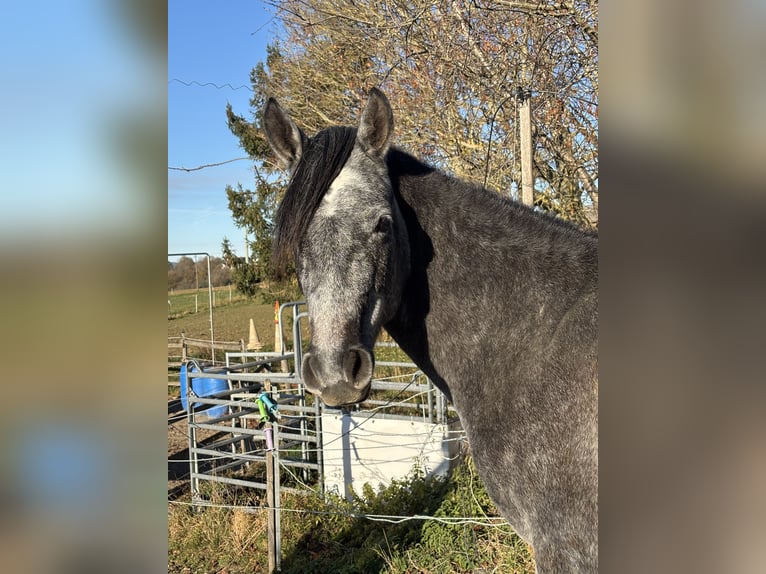 Arabian horses Gelding 3 years 15,1 hh Grey in Dunningen