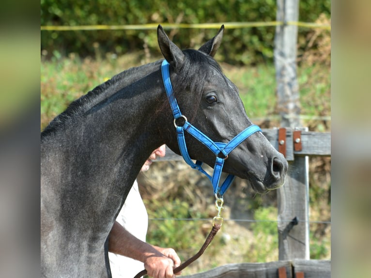 Arabian horses Gelding 3 years 15,1 hh Grey in Koprivnica