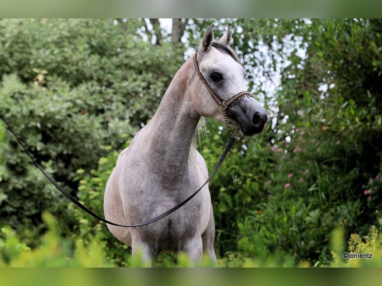Arabian horses Gelding 3 years 15,1 hh Grey in Wassertr&#xFC;dingen