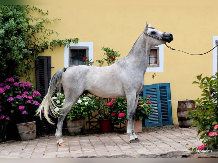 Arabian horses Gelding 3 years 15,1 hh Grey in Wassertr&#xFC;dingen