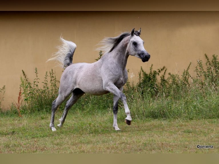 Arabian horses Gelding 3 years 15,1 hh Grey in Wassertr&#xFC;dingen