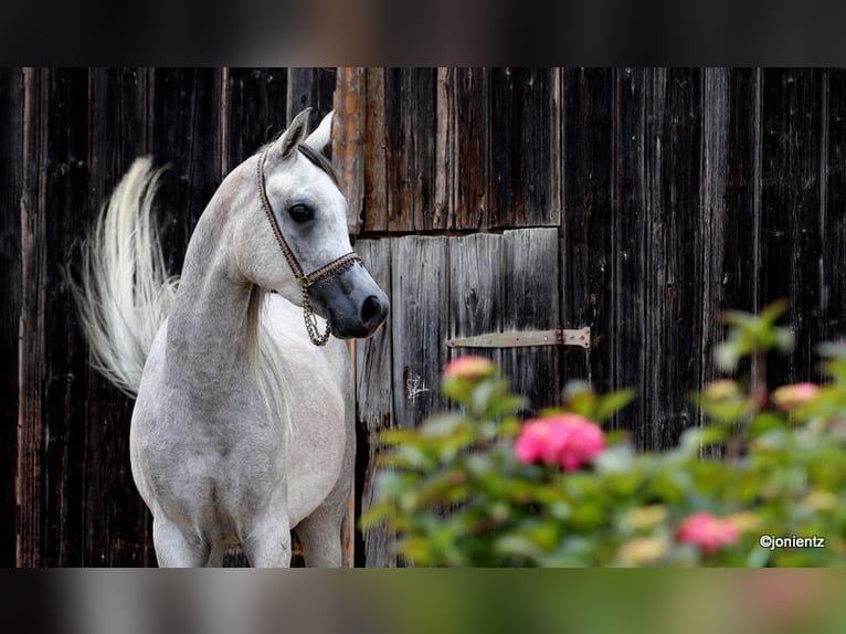 Arabian horses Gelding 3 years 15,1 hh Grey in Wassertr&#xFC;dingen