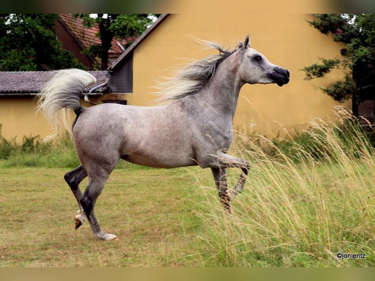 Arabian horses Gelding 3 years 15,1 hh Grey in Wassertr&#xFC;dingen
