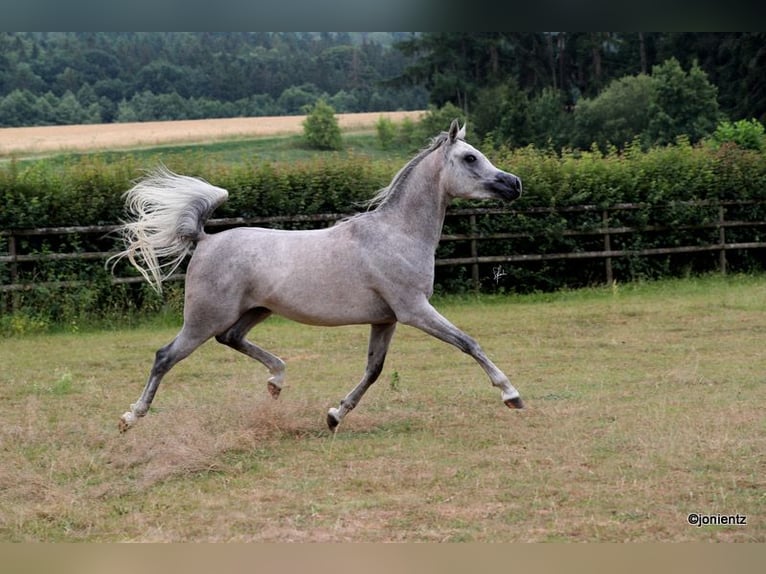 Arabian horses Gelding 3 years 15,1 hh Grey in Wassertr&#xFC;dingen
