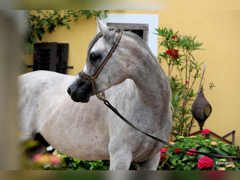 Arabian horses Gelding 3 years 15,1 hh Grey in Wassertr&#xFC;dingen