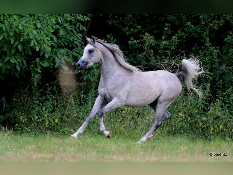 Arabian horses Gelding 3 years 15,1 hh Grey in Wassertr&#xFC;dingen