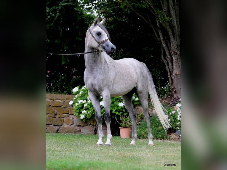 Arabian horses Gelding 3 years 15,1 hh Grey in Wassertr&#xFC;dingen