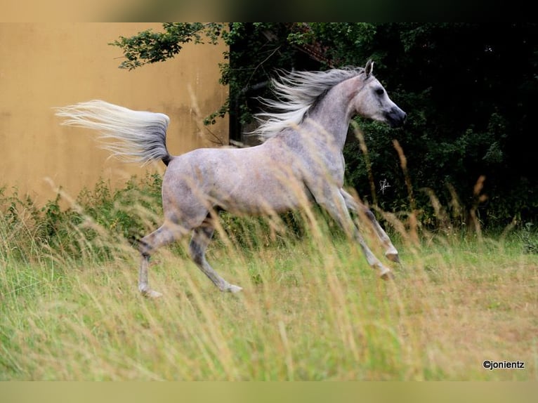Arabian horses Gelding 3 years 15,1 hh Grey in Wassertr&#xFC;dingen