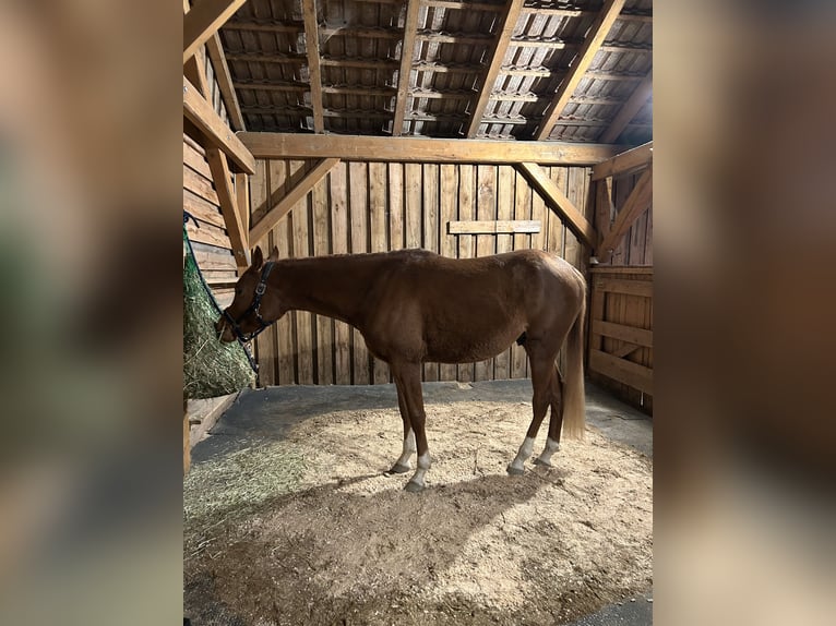 Arabian horses Gelding 3 years 15,2 hh Chestnut-Red in Wolfersdorf