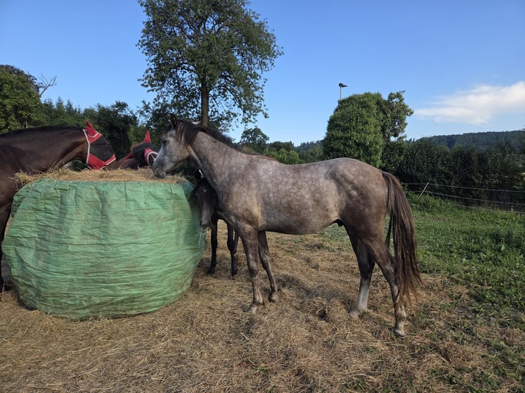 Arabian horses Gelding 3 years 15,2 hh Grey in Herbstgraben