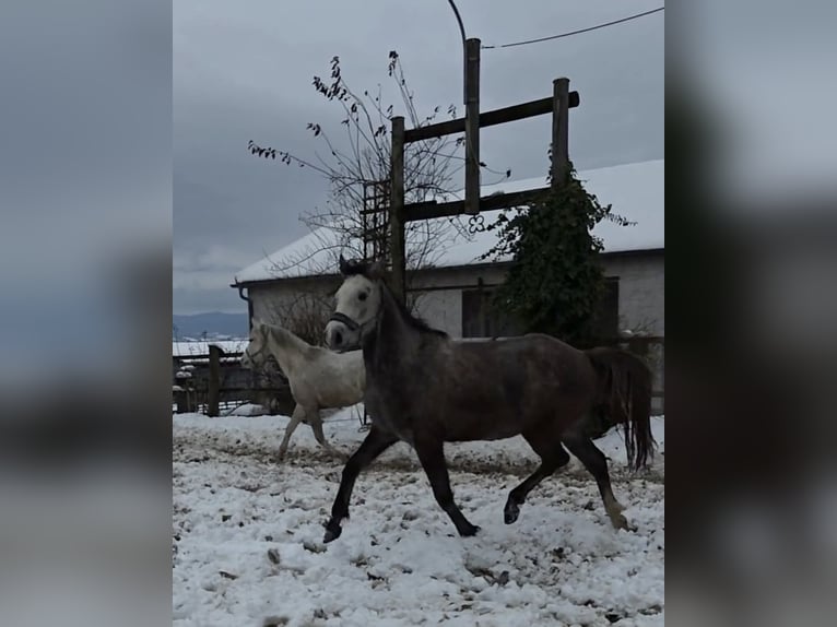 Arabian horses Gelding 3 years 15,2 hh Grey in Herbstgraben