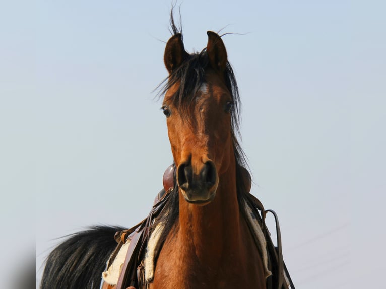 Arabian horses Gelding 3 years Brown in Wallsee