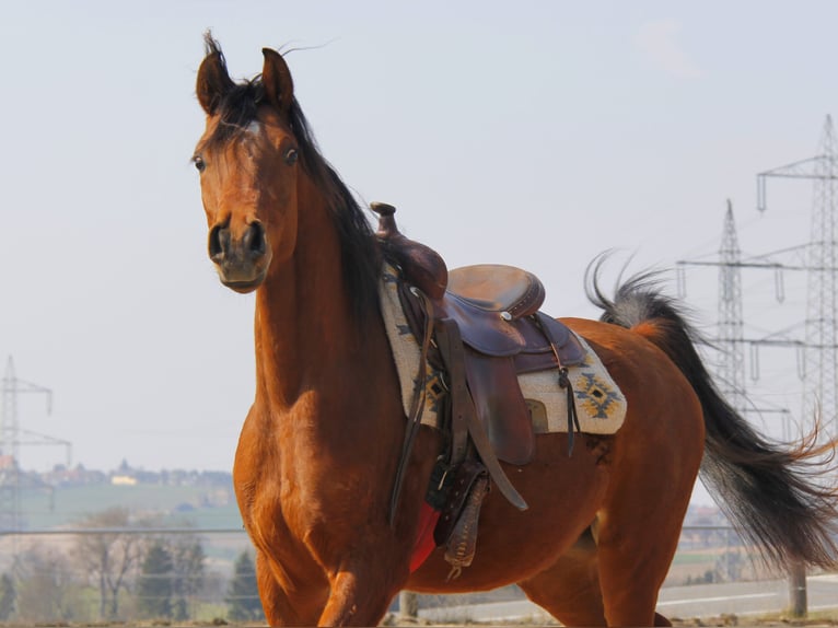 Arabian horses Gelding 3 years Brown in Wallsee