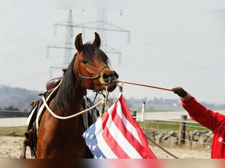 Arabian horses Gelding 3 years Brown in Wallsee